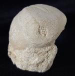 Eupatagus (Oymnopatagus) antillarum (COTTEAU 1875) - Bild &copy; FossNet FossilienStore
